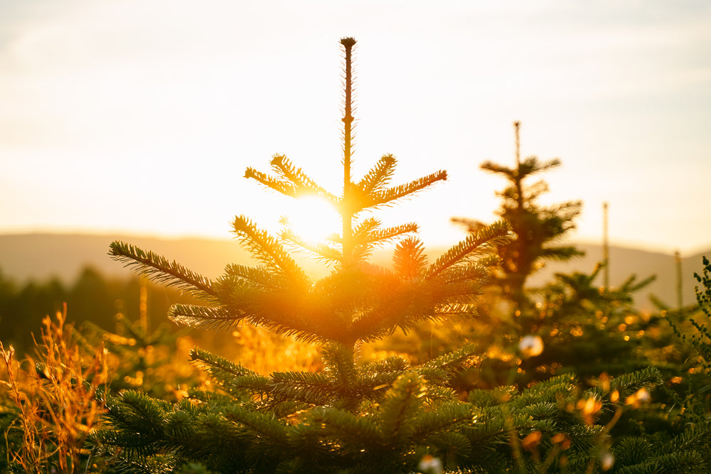 Nordmann fir Christmas tree at Legananny Christmas Trees in Northern Ireland