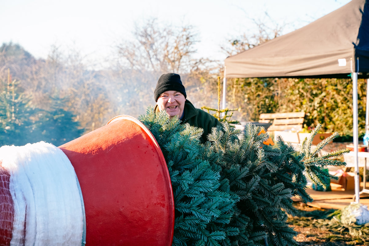 Fresh Christmas trees being prepared for retail customers at Legananny Christmas Trees in County Down Northern Ireland.