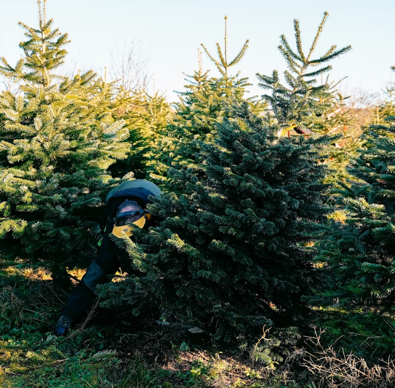 Nordmann Fir Christmas Tree